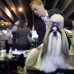 Craig Garcia grooms Fire, a 2-year-old Shih Tzu from Cape Town, South Africa (AP Photo/Mary Altaffer)