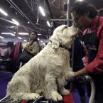 Gustavo Jimenez grooms 3-year-old Clumber Spaniel Seymor (AP Photo/Mary Altaffer)