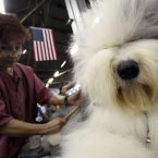 Caroll Geiser grooms Eva, a 3-year-old Old English Sheep dog (AP Photo/Mary Altaffer)