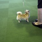 A Smooth Coat Chihuahua (AP Photo/Mary Altaffer)