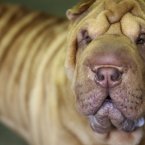 Fiona, a 2-year-old Red Dilute Brush Coat (AP Photo/Mary Altaffer)