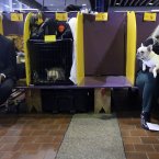 Handlers sit in the benching area with their dogs (AP Photo/Mary Altaffer)