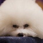 A Bichon Frise rests before competing (AP Photo/Frank Franklin II)