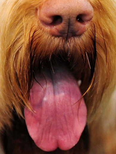 Scruffts: Mongrels to get their time in the spotlight