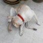 How can you tell if you’re a dog person? 