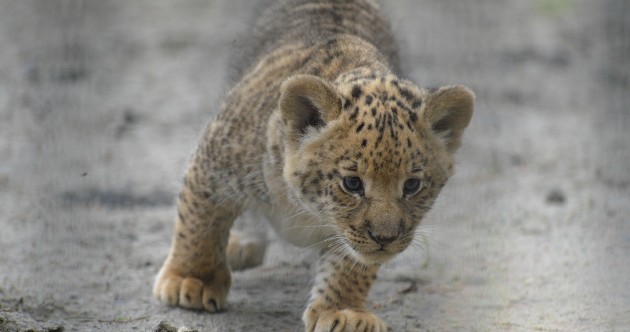This is a liliger – three quarters lion, one quarter tiger