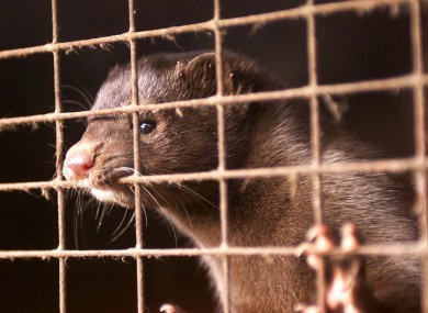 File photo of a caged mink