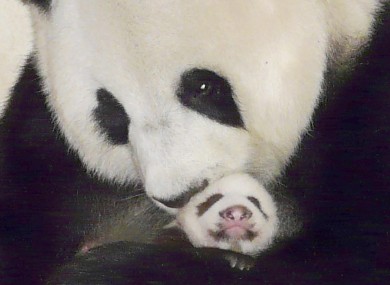 Lin Pui with her panda cub Lin Ping at the Chiang Mai Zoo in China in 2009.