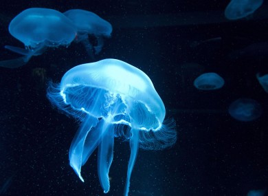 A group of jellyfish float in a tank.