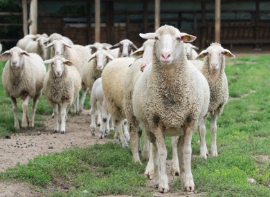 Sheep are pretty important to the Irish economy